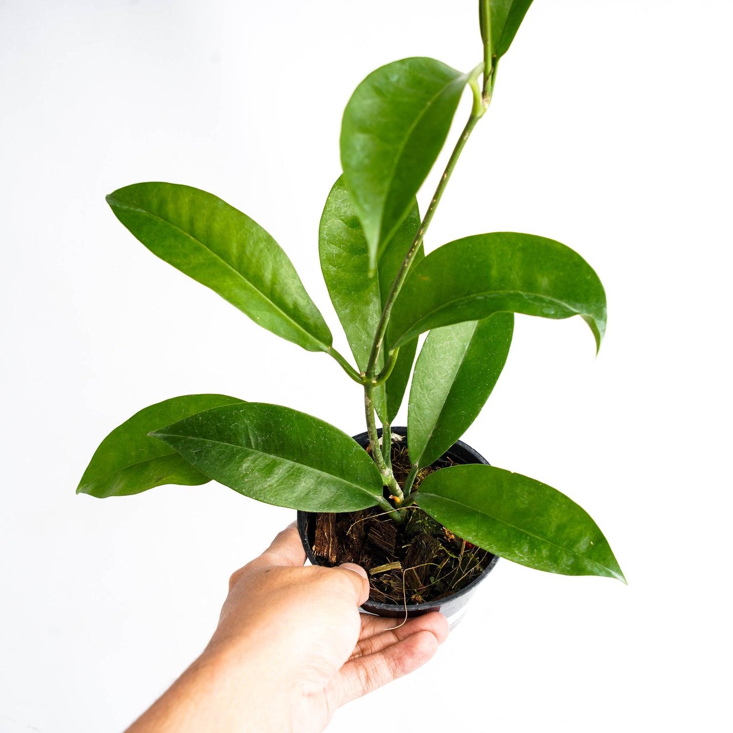 Hoya Lucida