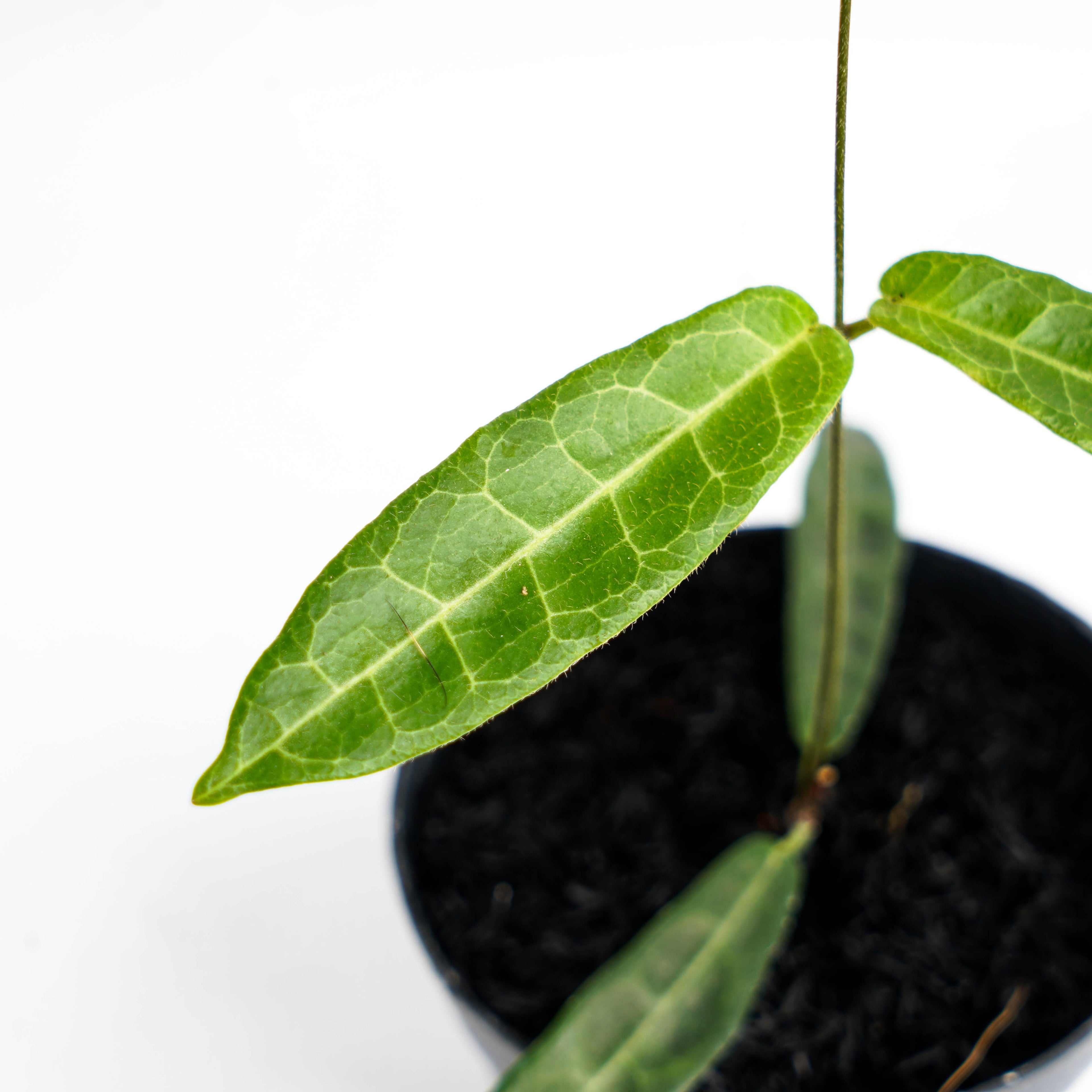 Hoya Hypolasia