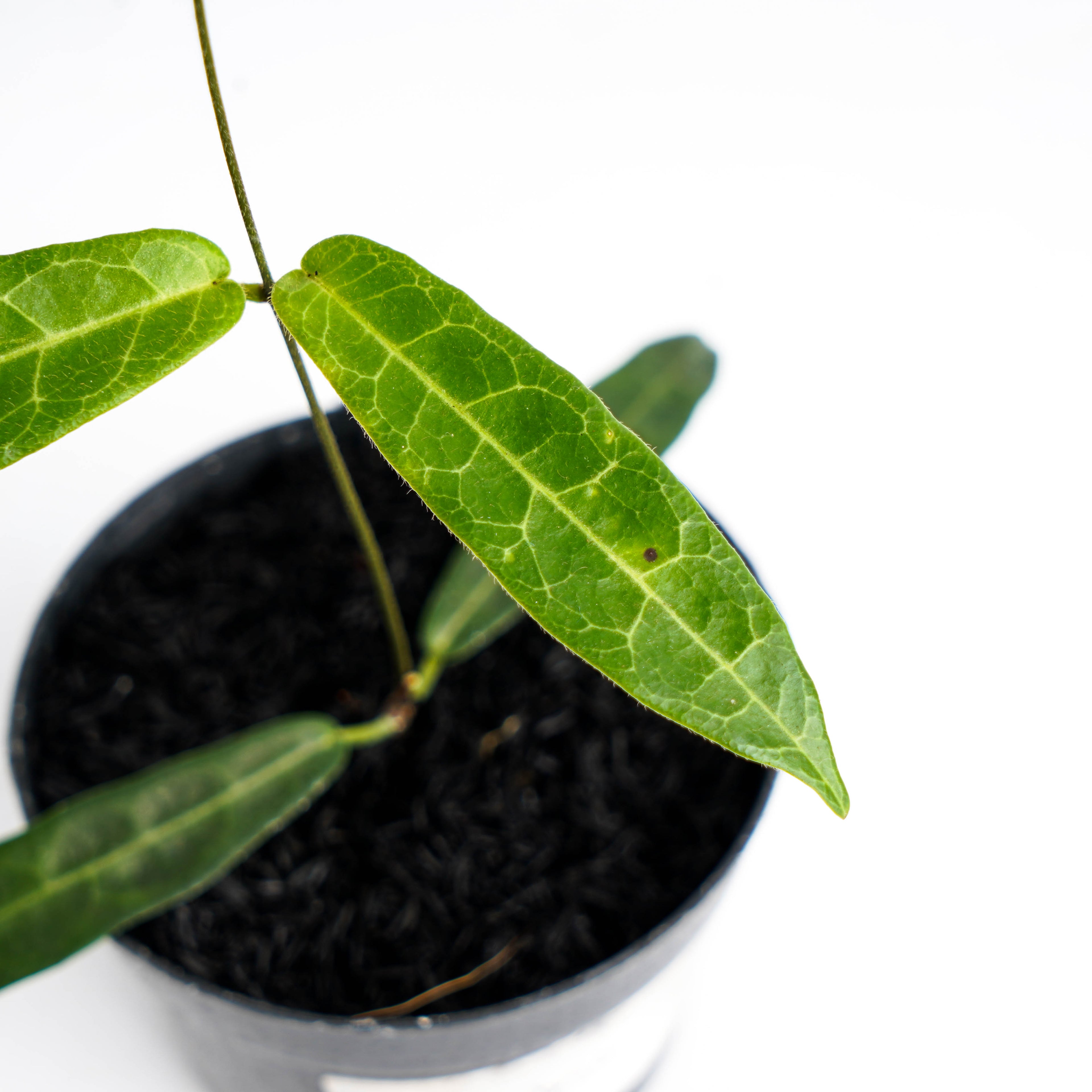 Hoya Hypolasia