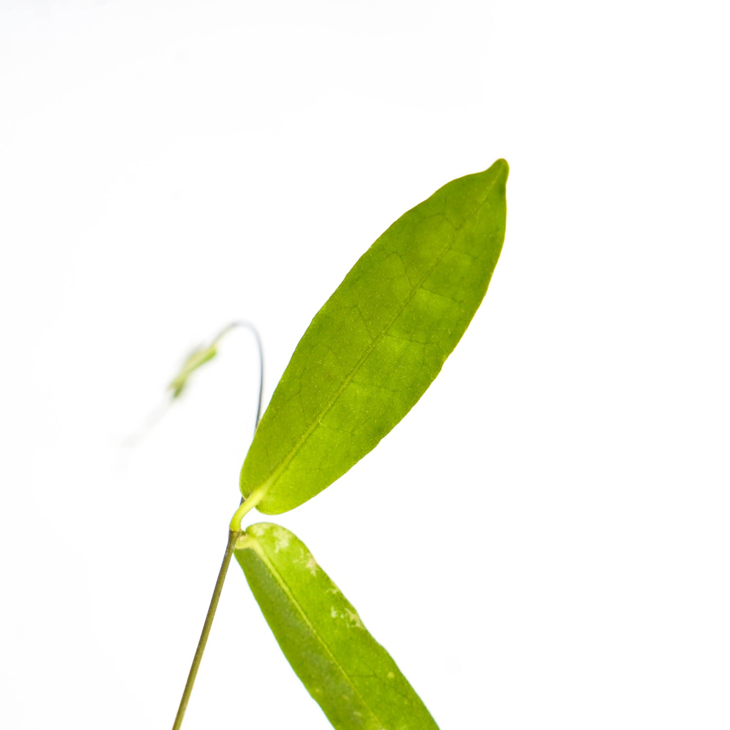 Hoya Hypolasia