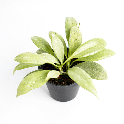 Hoya Nicholsoniae "NGG"