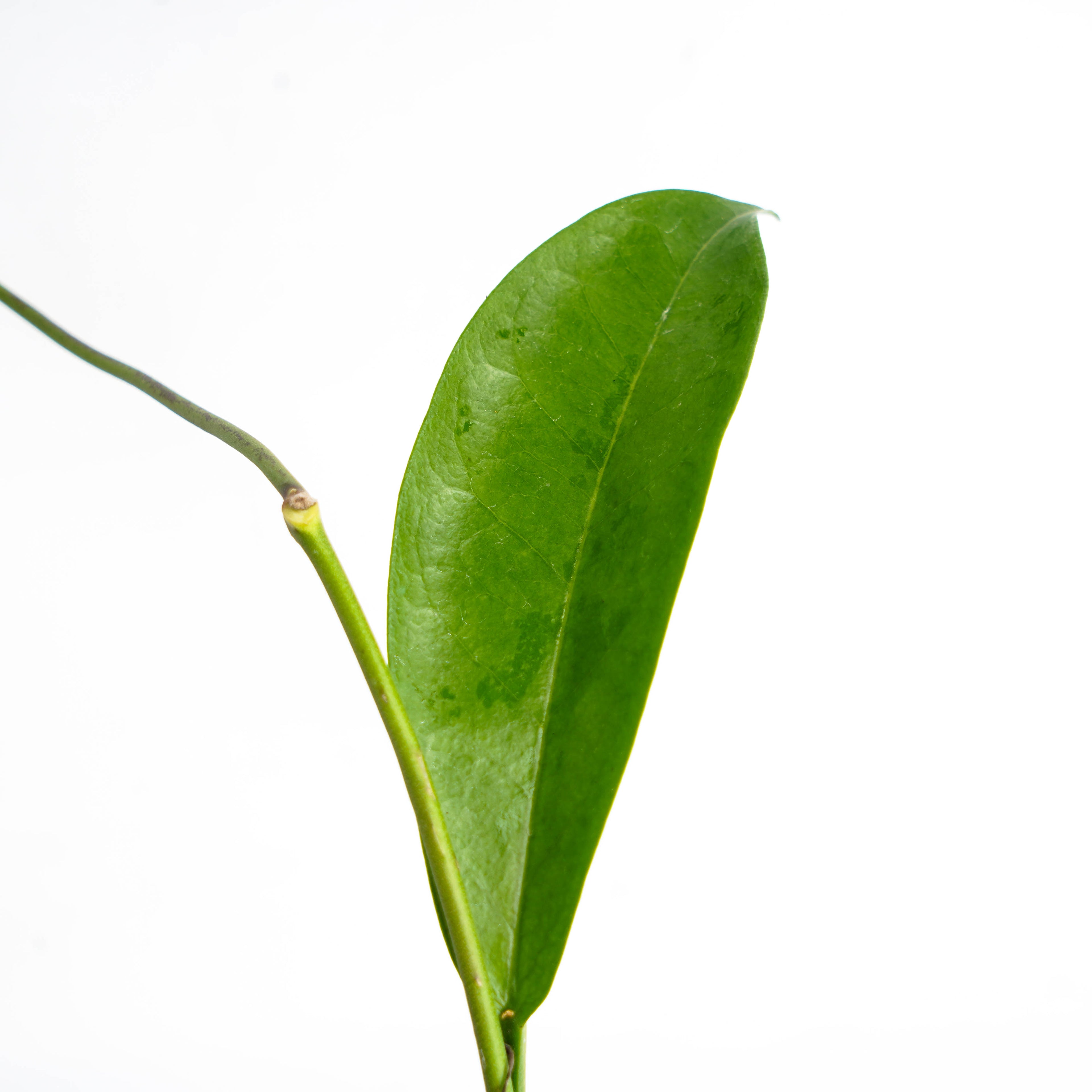 Hoya Lucida