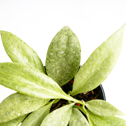 Hoya Nicholsoniae "NGG"