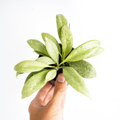 Hoya Nicholsoniae "NGG"