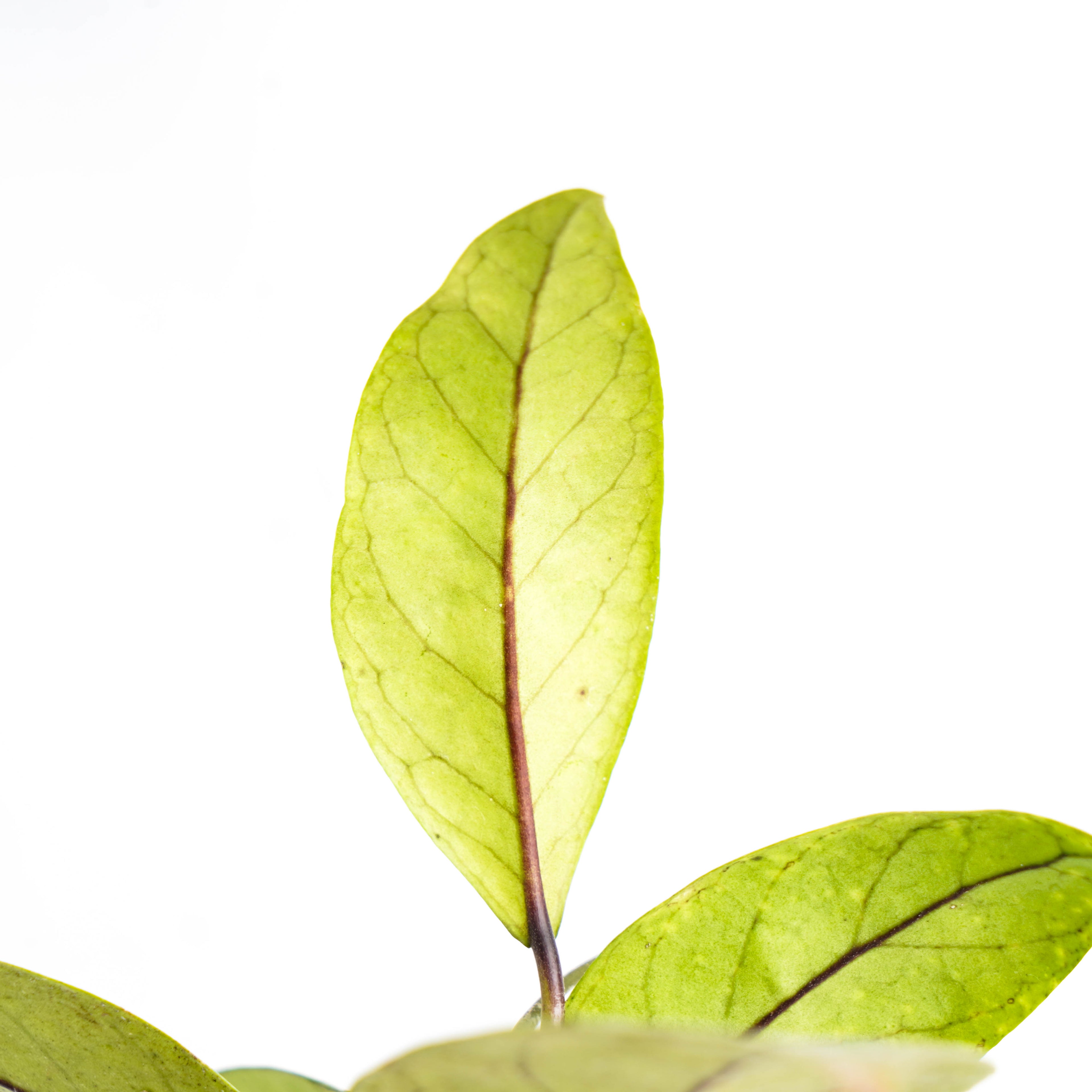 Hoya SP Air Suri