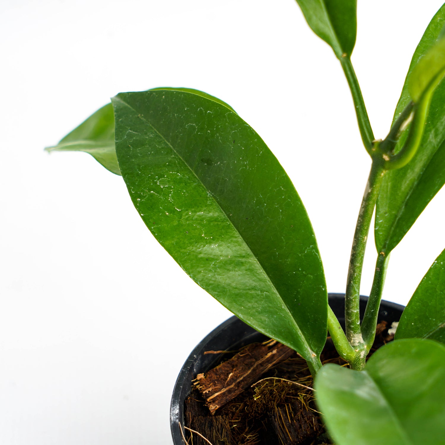 Hoya Lucida