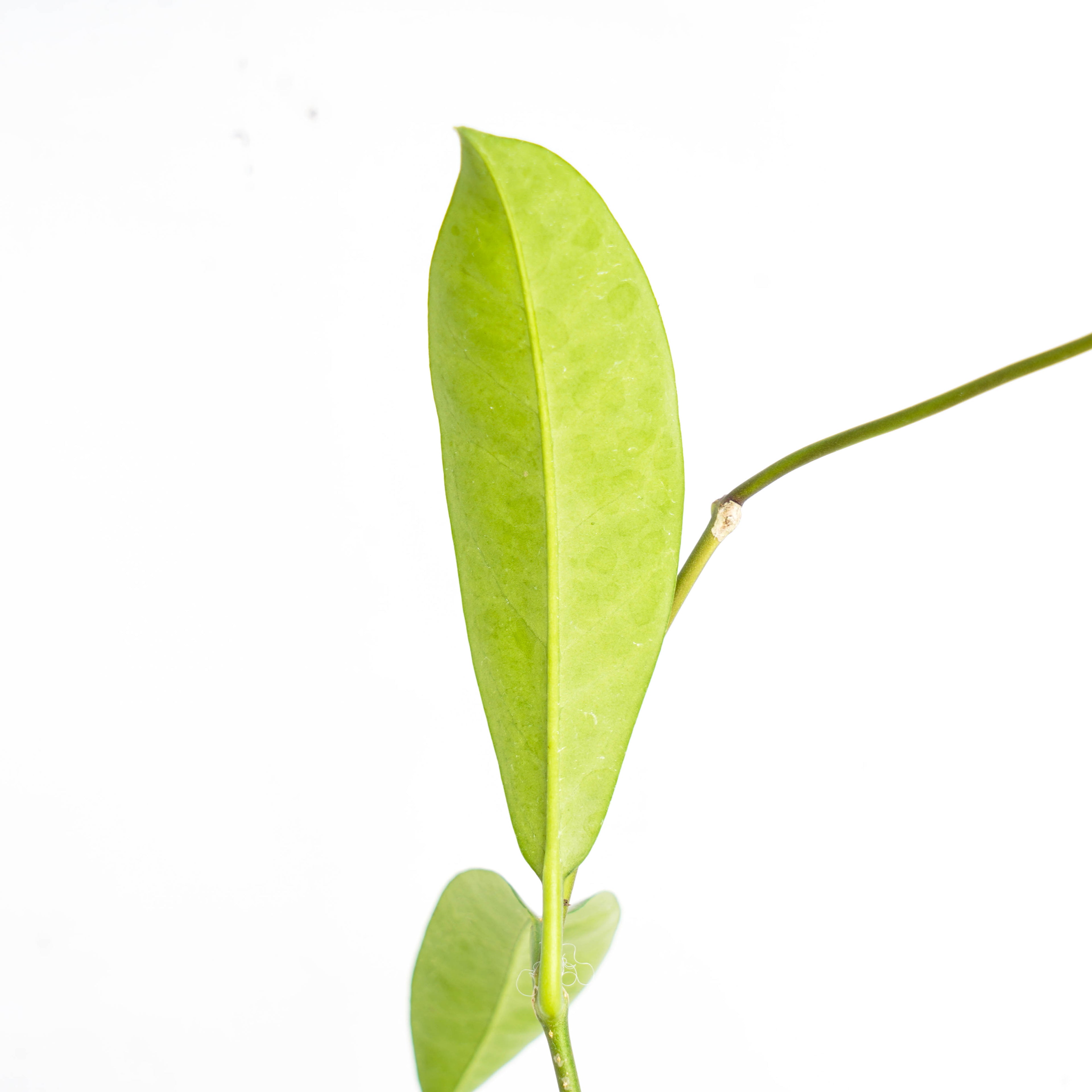 Hoya Lucida