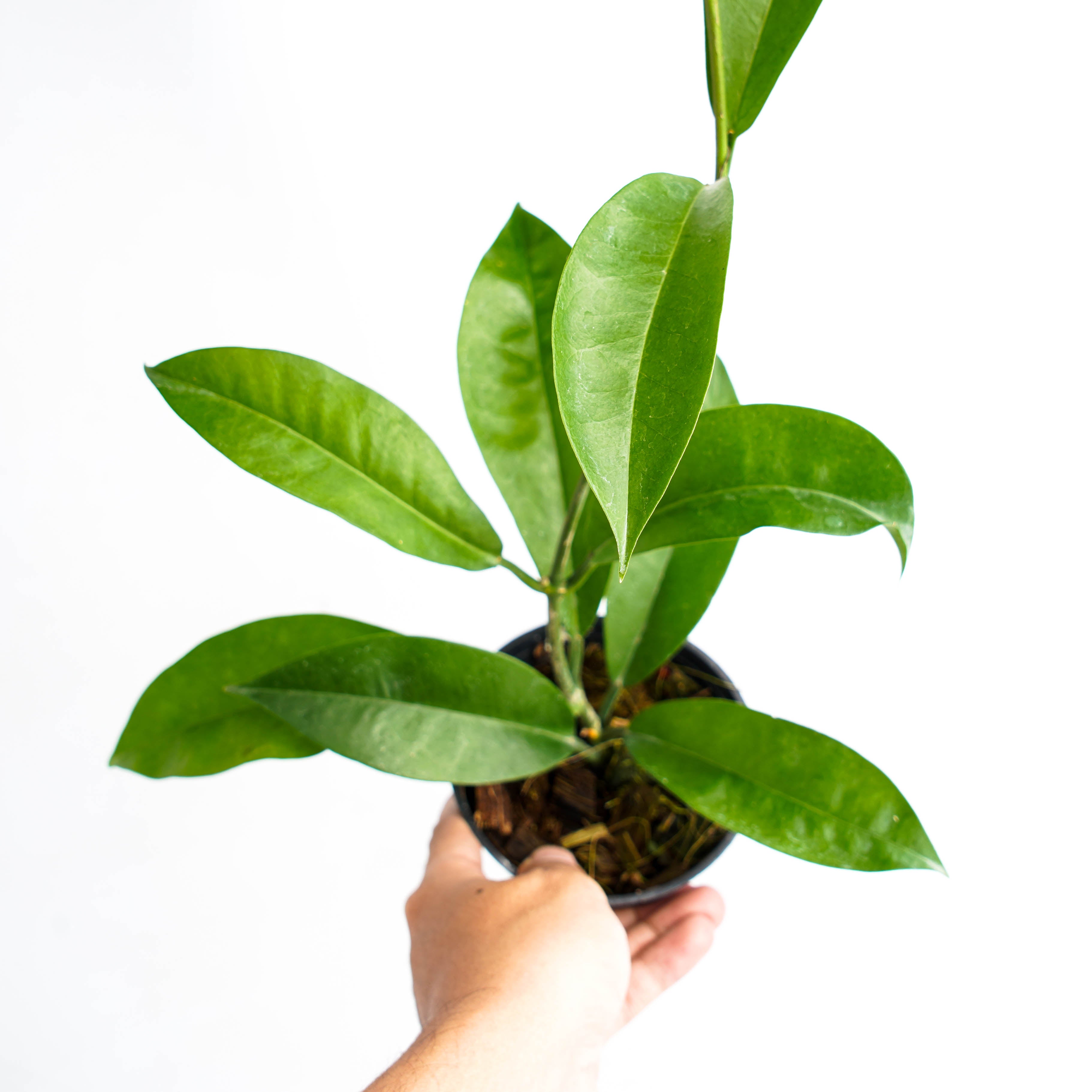 Hoya Lucida