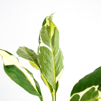 Spathhypillum Hybrid