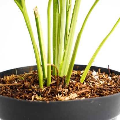 Spathhypillum Hybrid