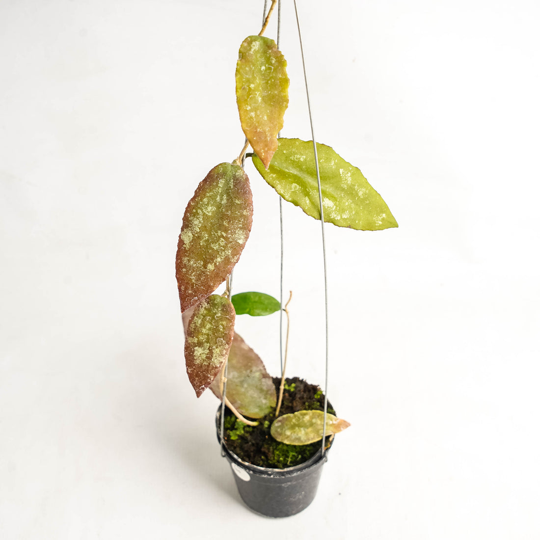 Hoya Caudata Hook