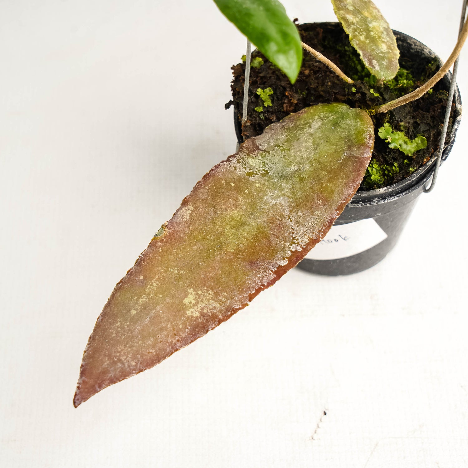 Hoya Caudata Hook