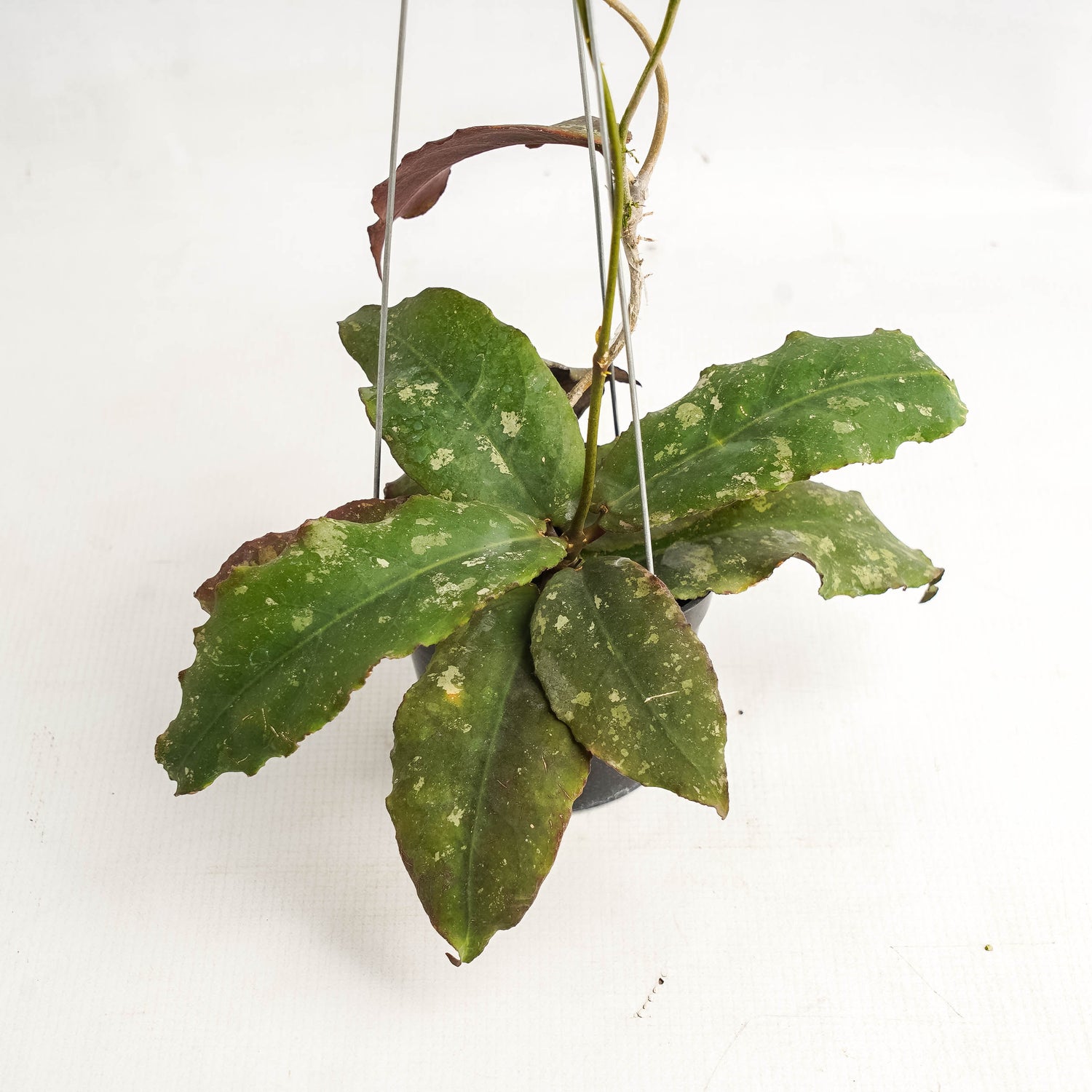 Hoya Undulata VN-504