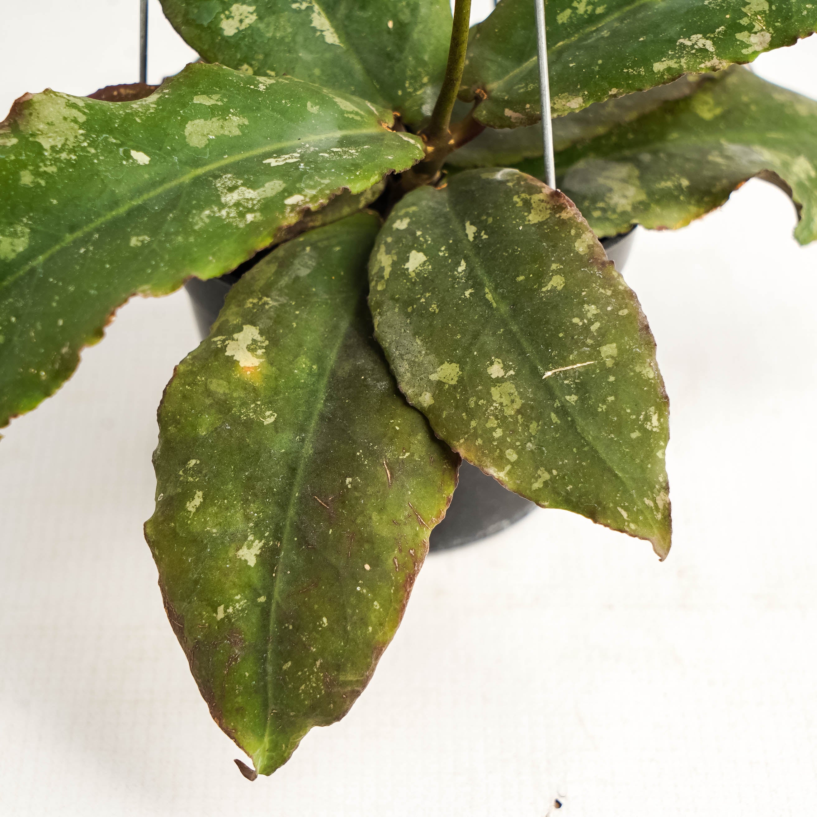 Hoya Undulata VN-504