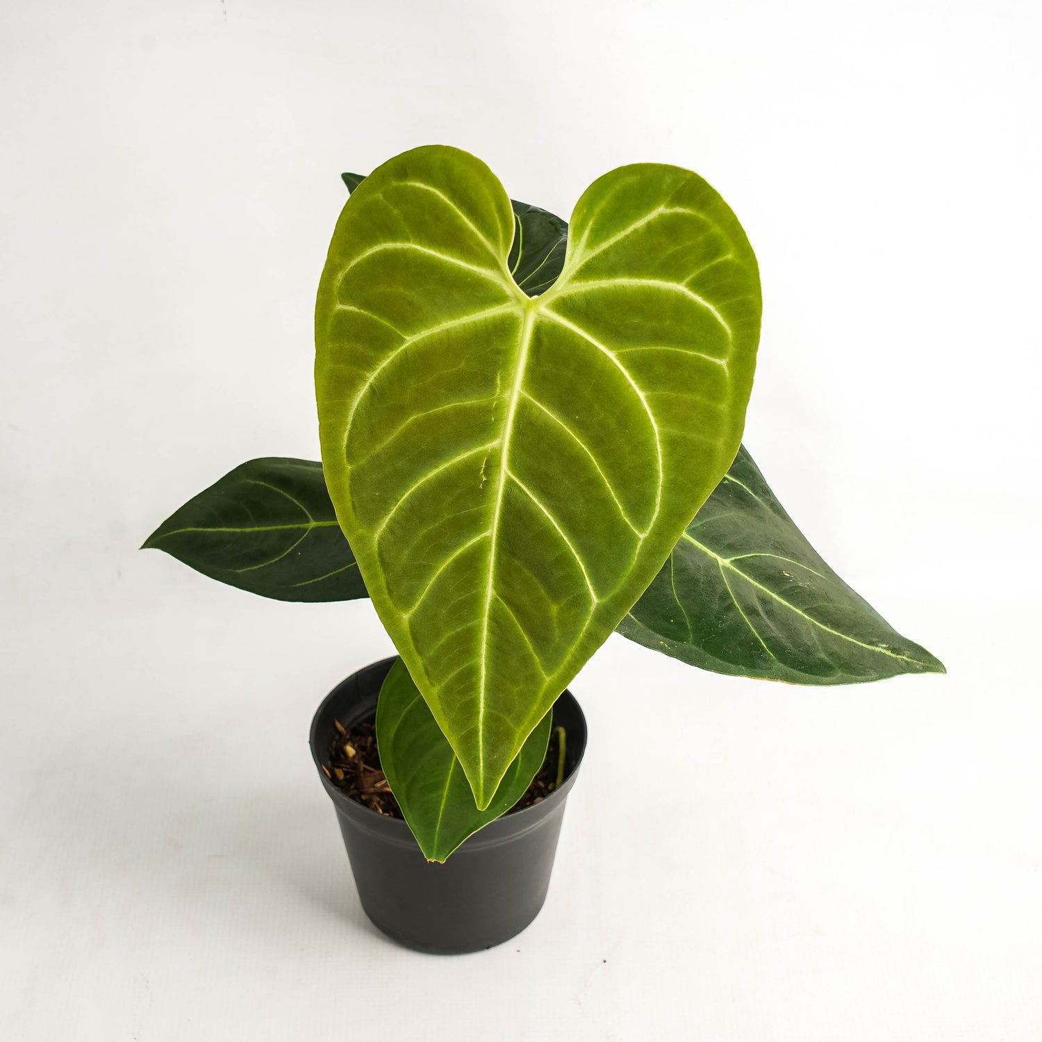 anthurium regale light Anthurium Regale Hybrid – Greenspaces.id