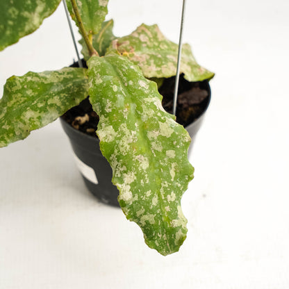 Hoya Undulata Army VN-390