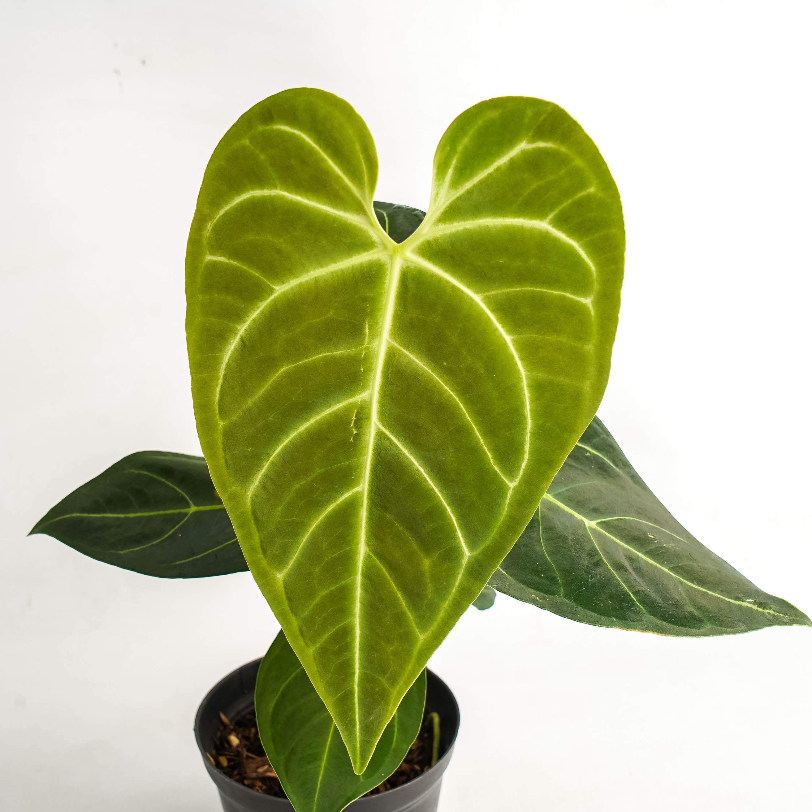 Anthurium Regale Hybrid