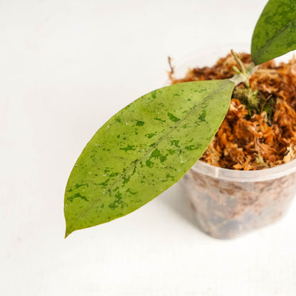 Hoya SP Borneo Silver