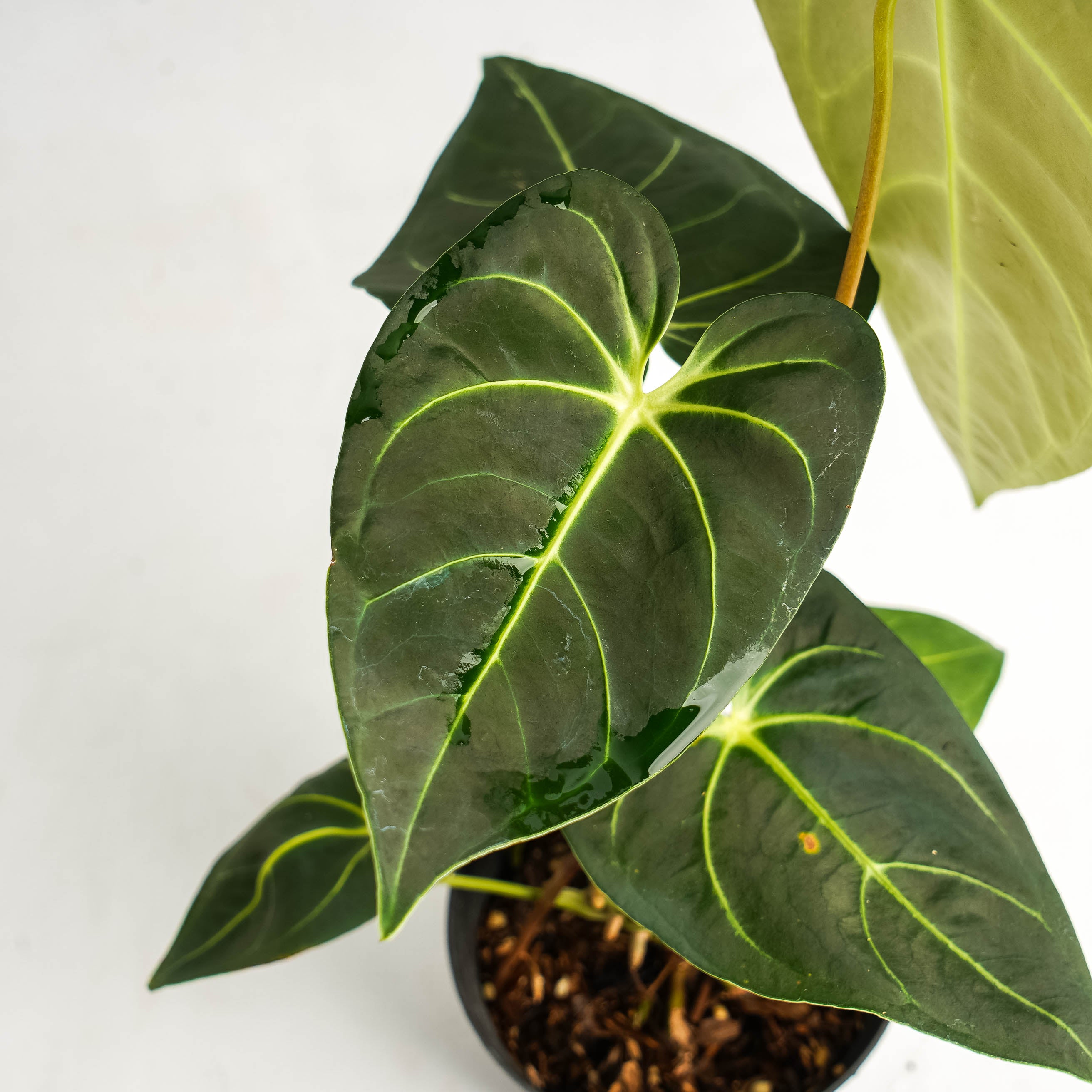 Anthurium Regale Hybrid