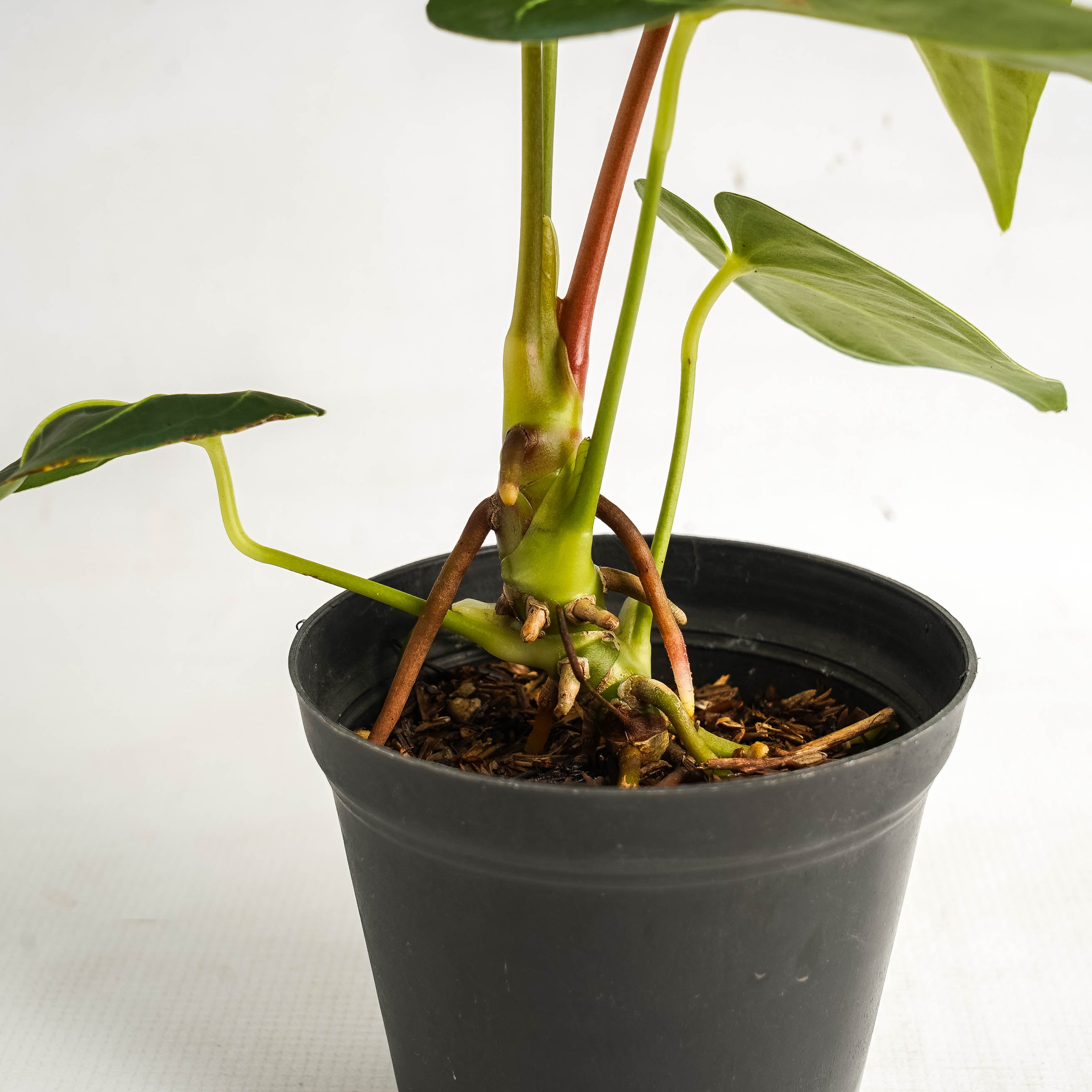 Anthurium Regale Hybrid