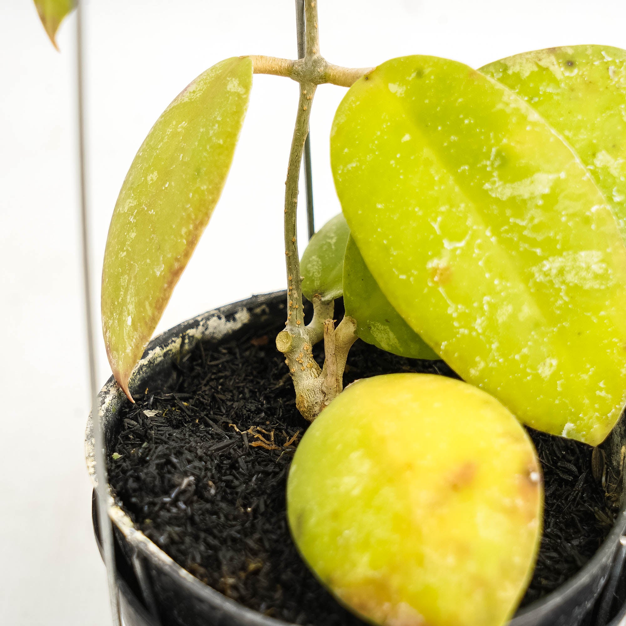 Hoya Uncinata Borneo