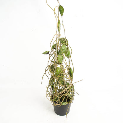 Hoya Imbricata "maxima"