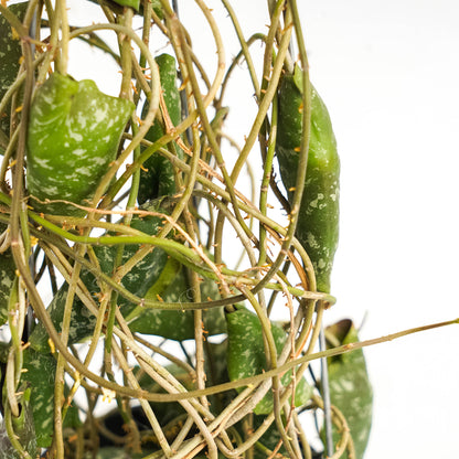 Hoya Imbricata "maxima"