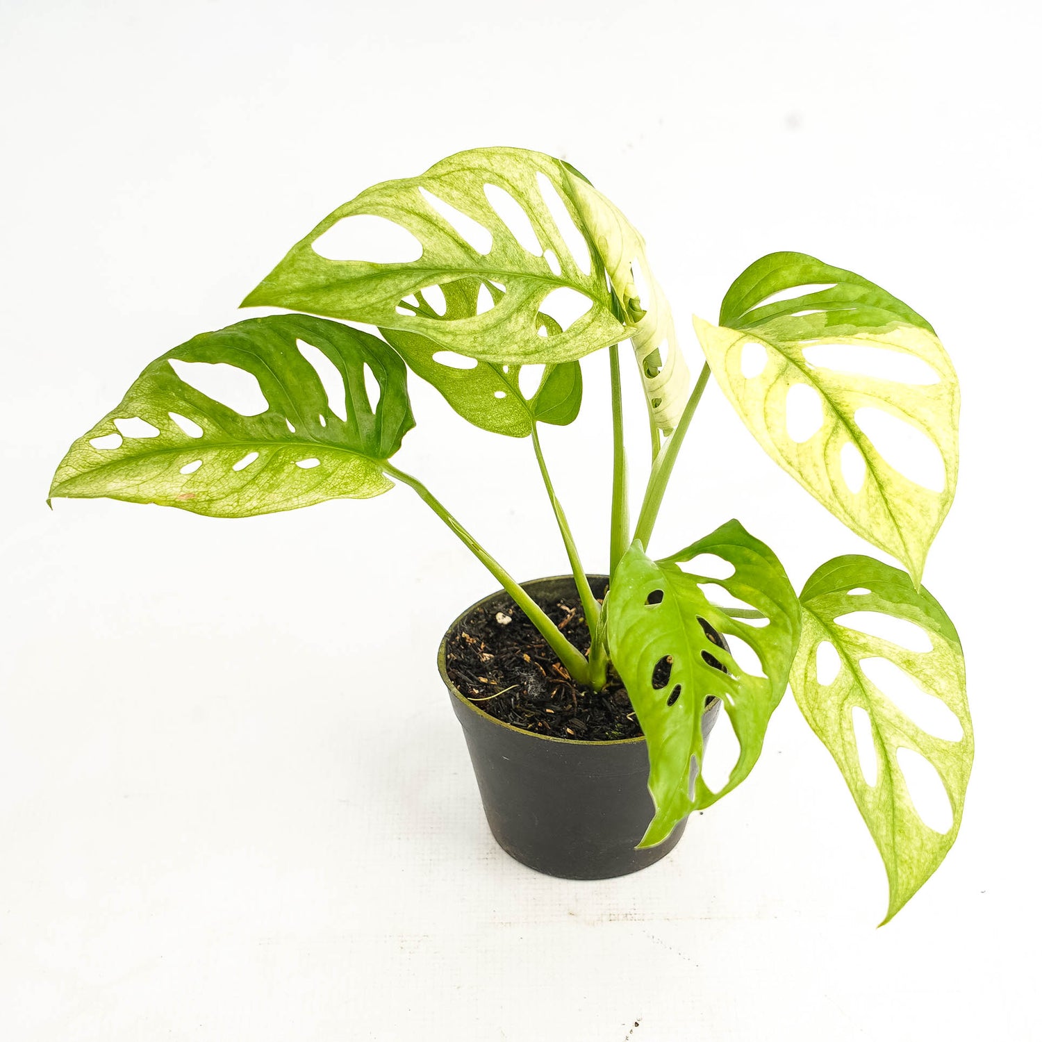 Monstera Adansonii Mint variegated