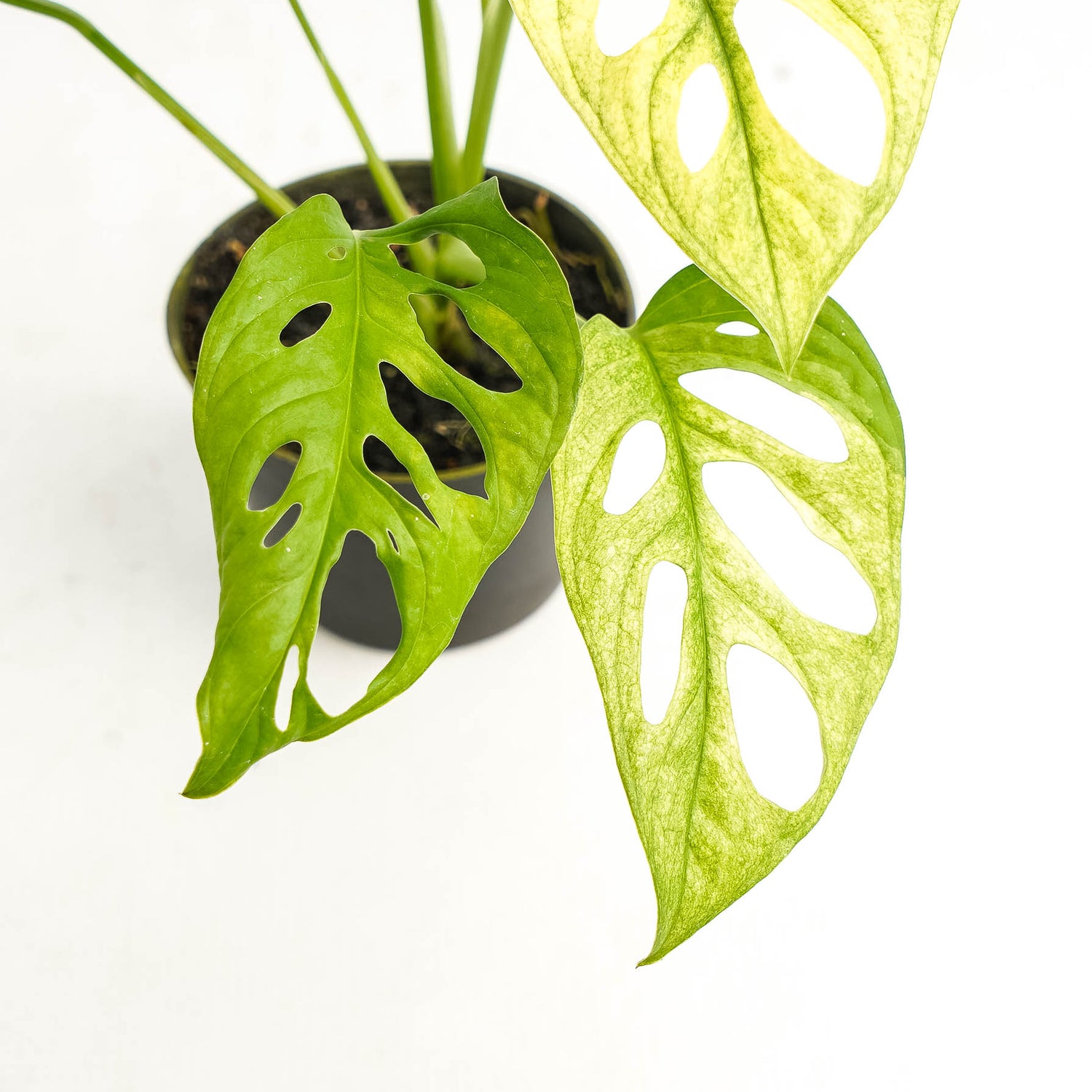 Monstera Adansonii Mint variegated