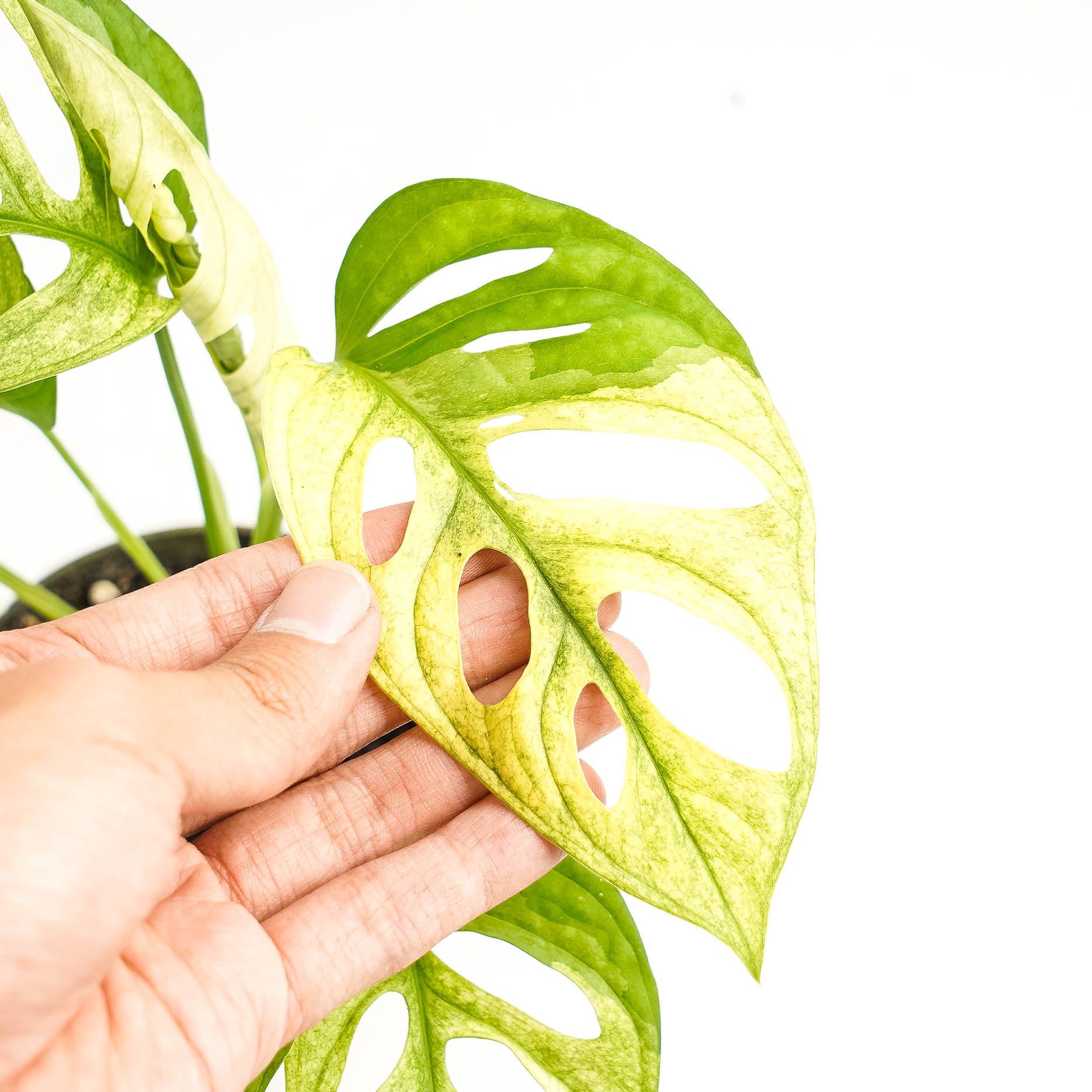 Monstera Adansonii Mint variegated