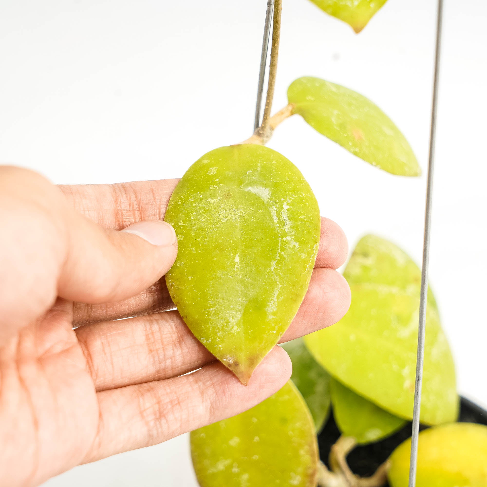 Hoya Uncinata Borneo