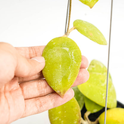Hoya Uncinata Borneo