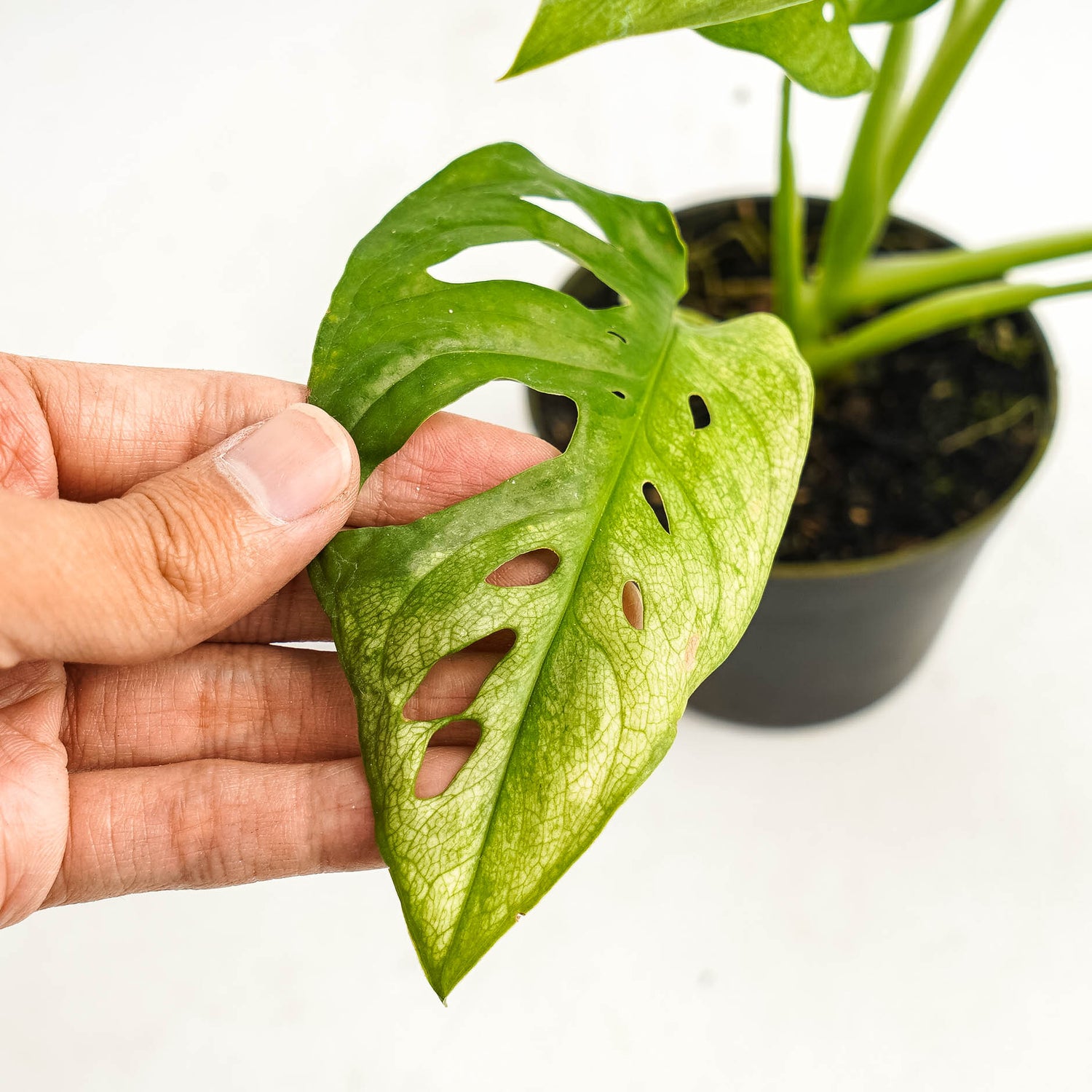 Monstera Adansonii Mint variegated