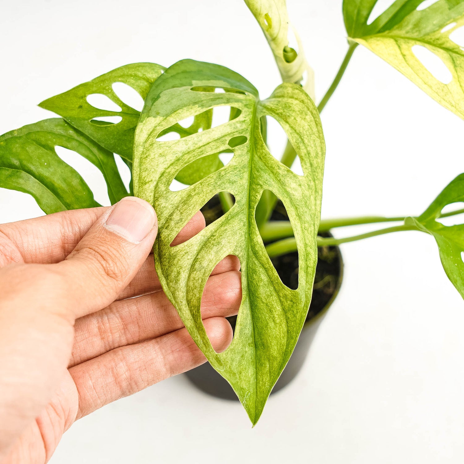 Monstera Adansonii Mint variegated