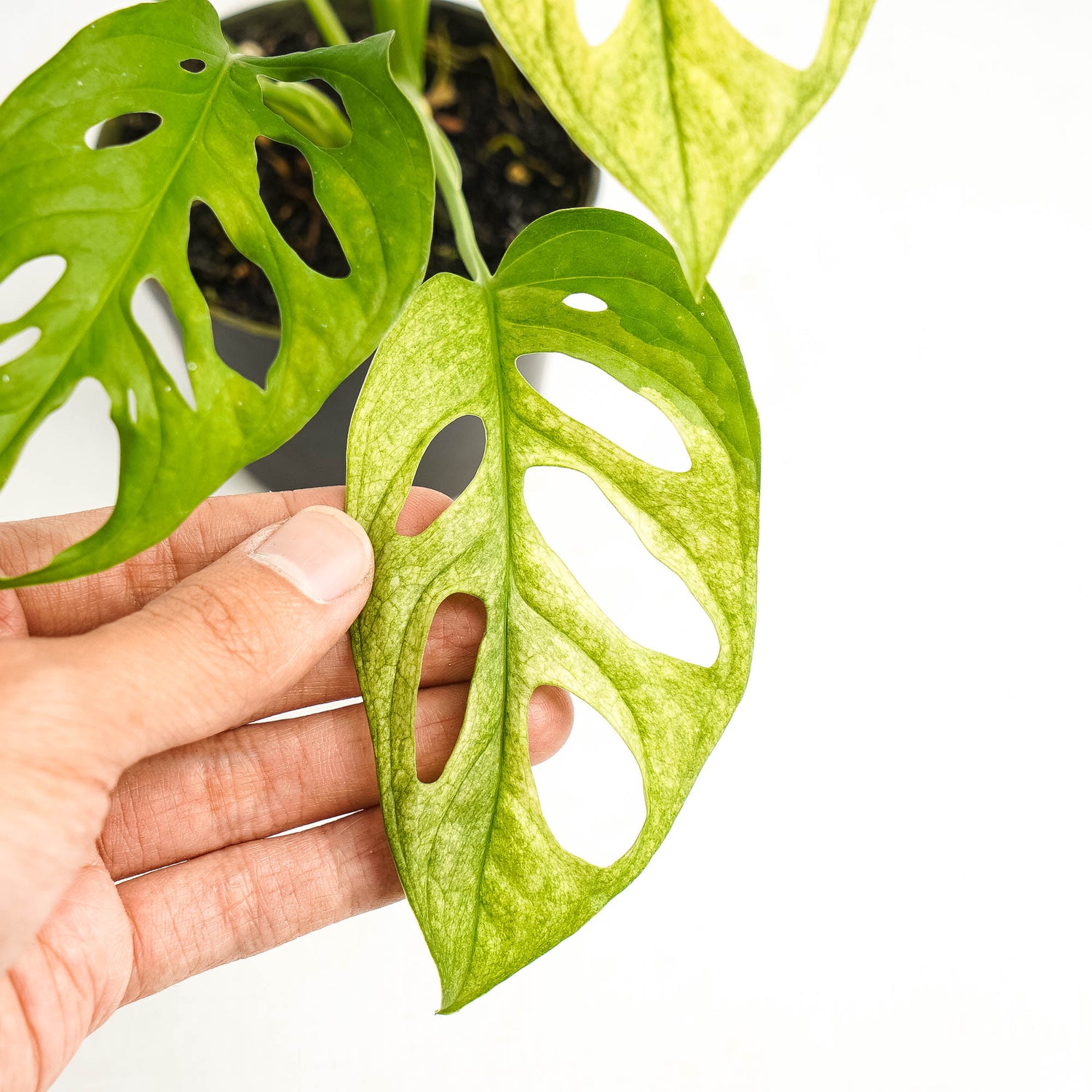 Monstera Adansonii Mint variegated