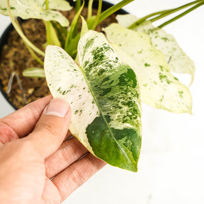 Philodendron Burlemarx  Snow White