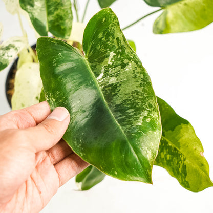 Philodendron Burlemarx  Snow White