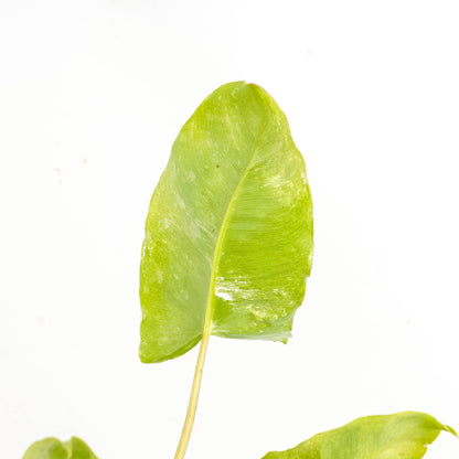 Philodendron Burlemarx  Snow White