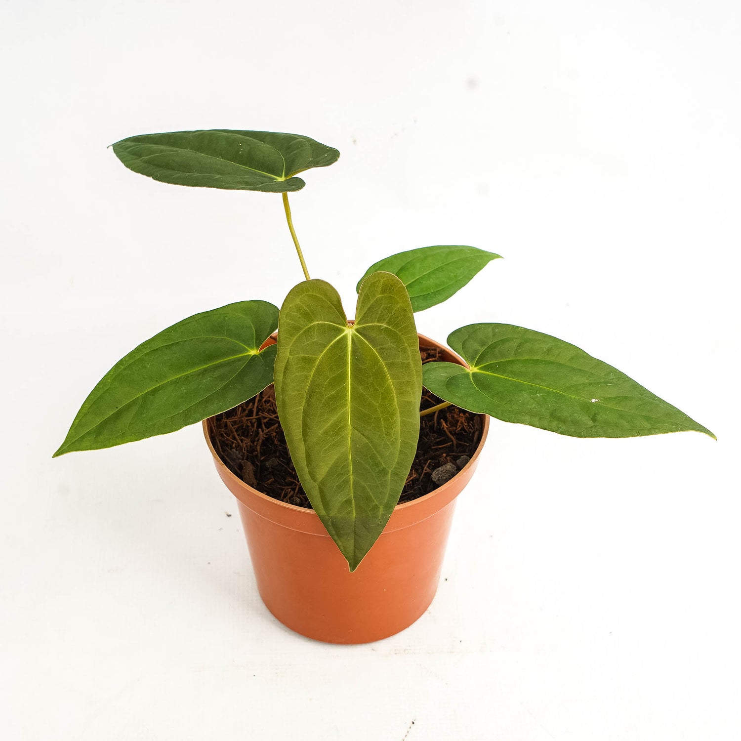 Anthurium corduroy x fort sherman