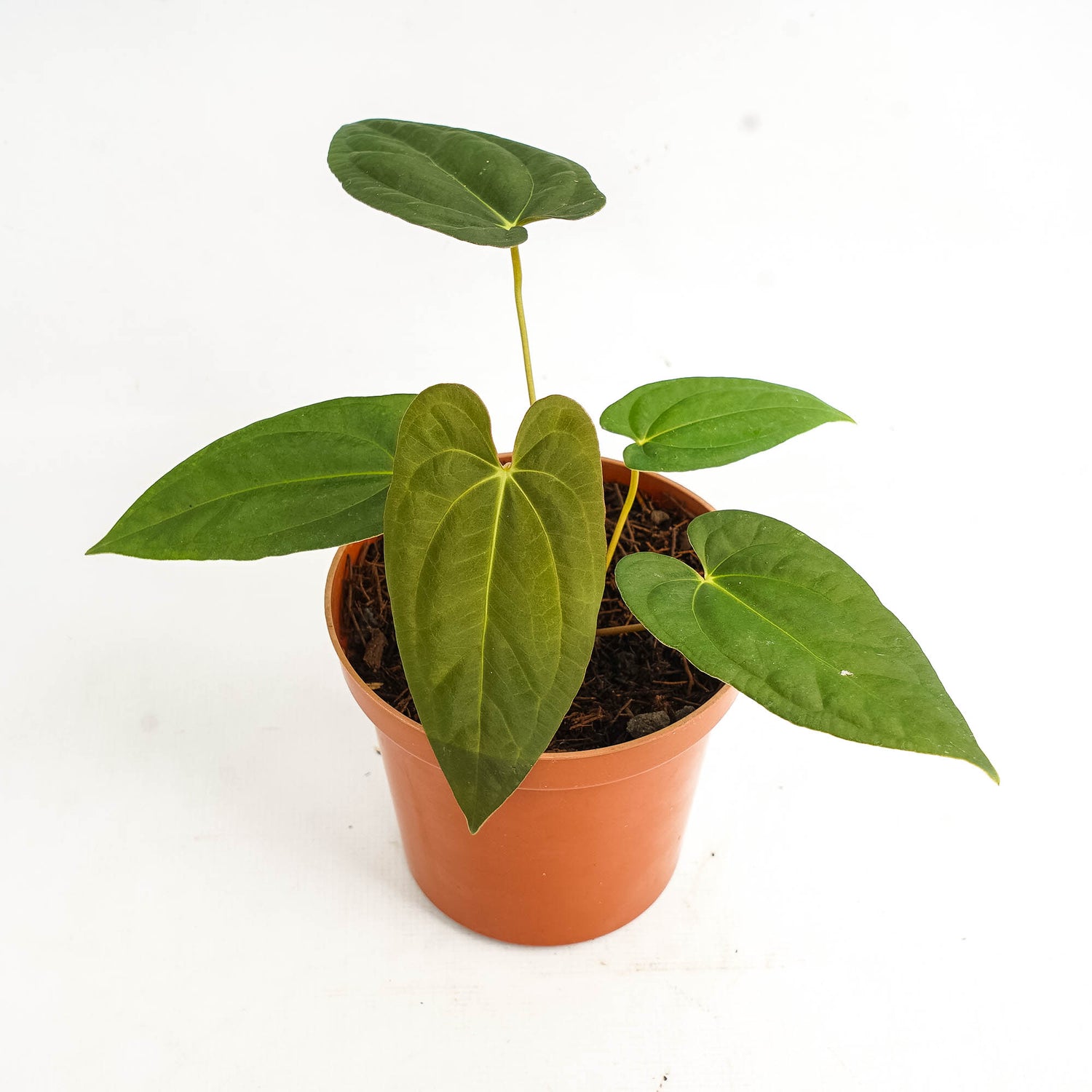 Anthurium corduroy x fort sherman