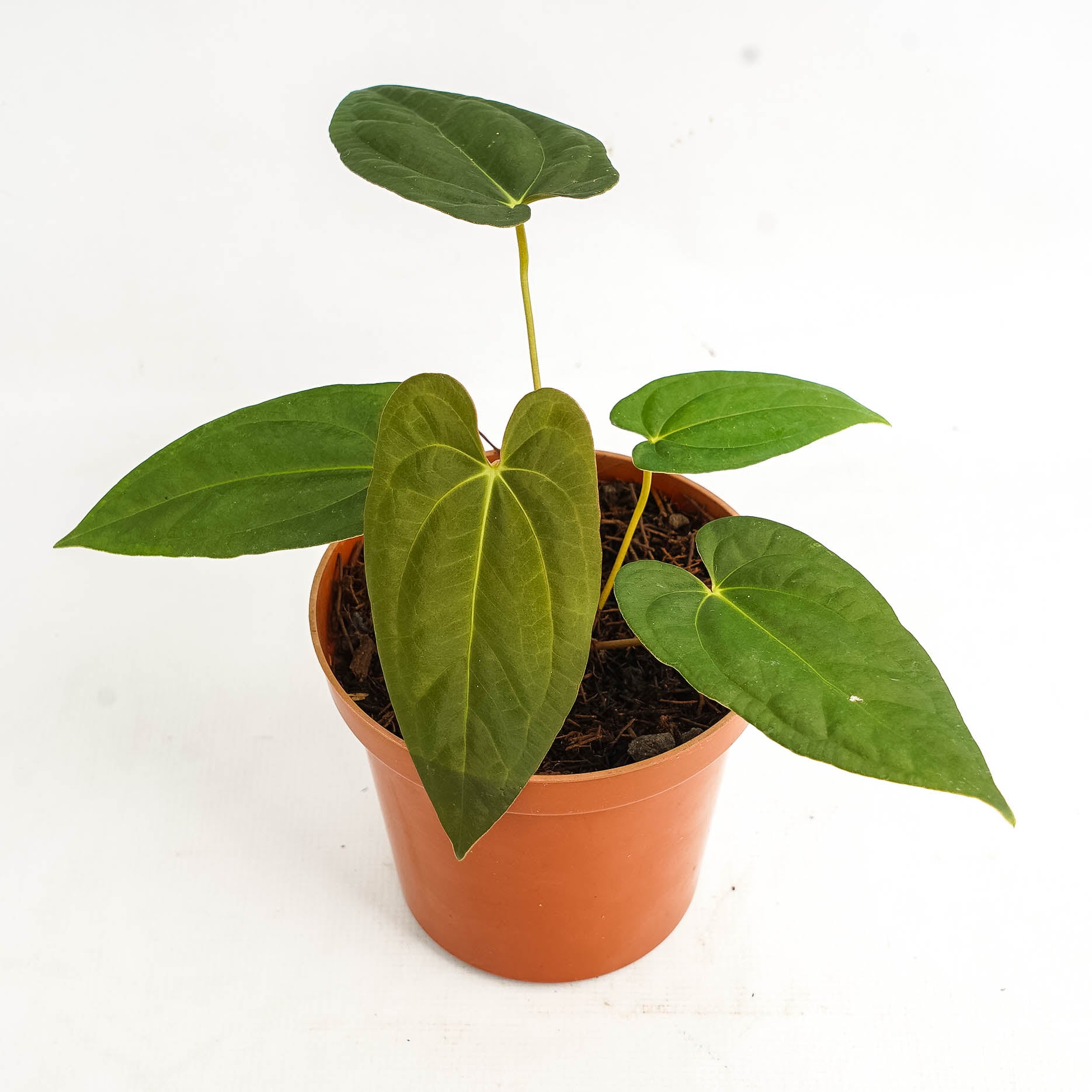 Anthurium corduroy x fort sherman