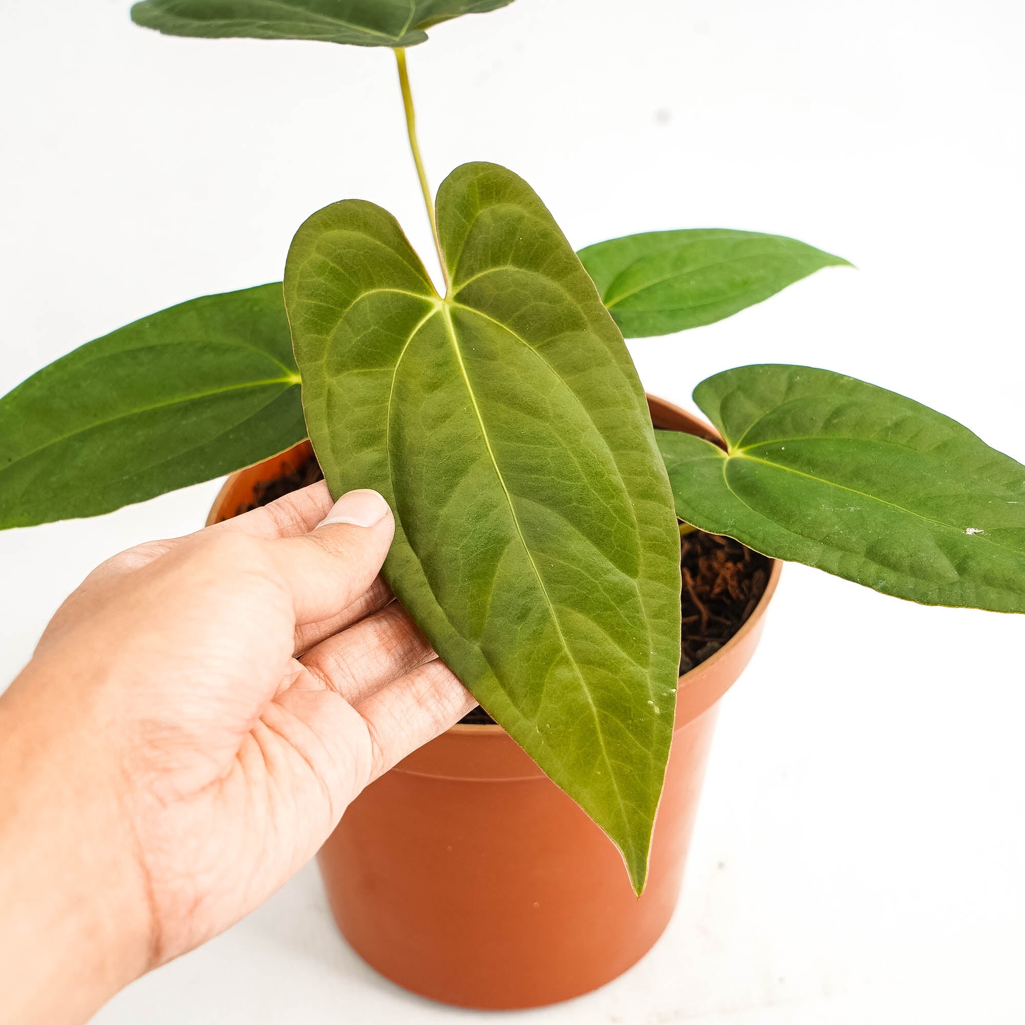 Anthurium corduroy x fort sherman