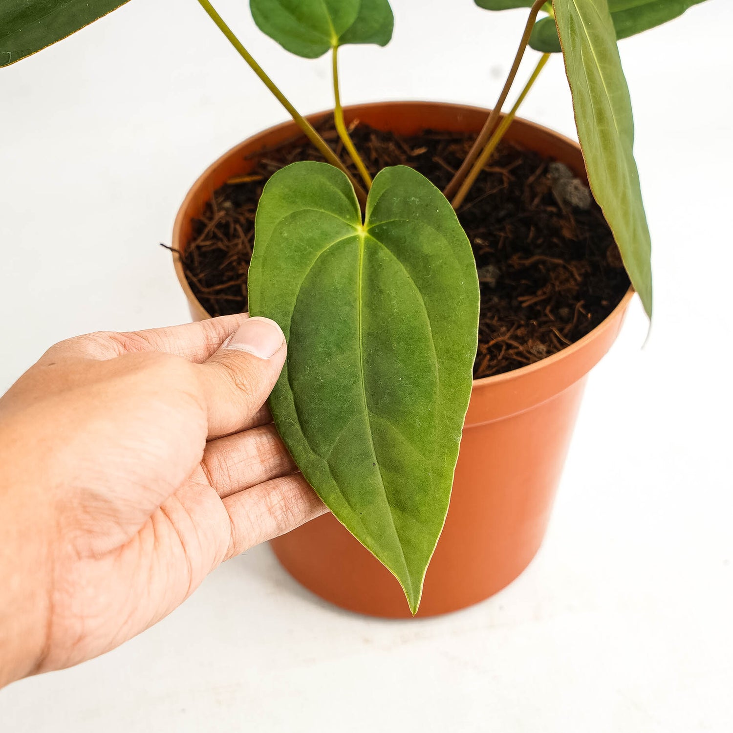 Anthurium corduroy x fort sherman