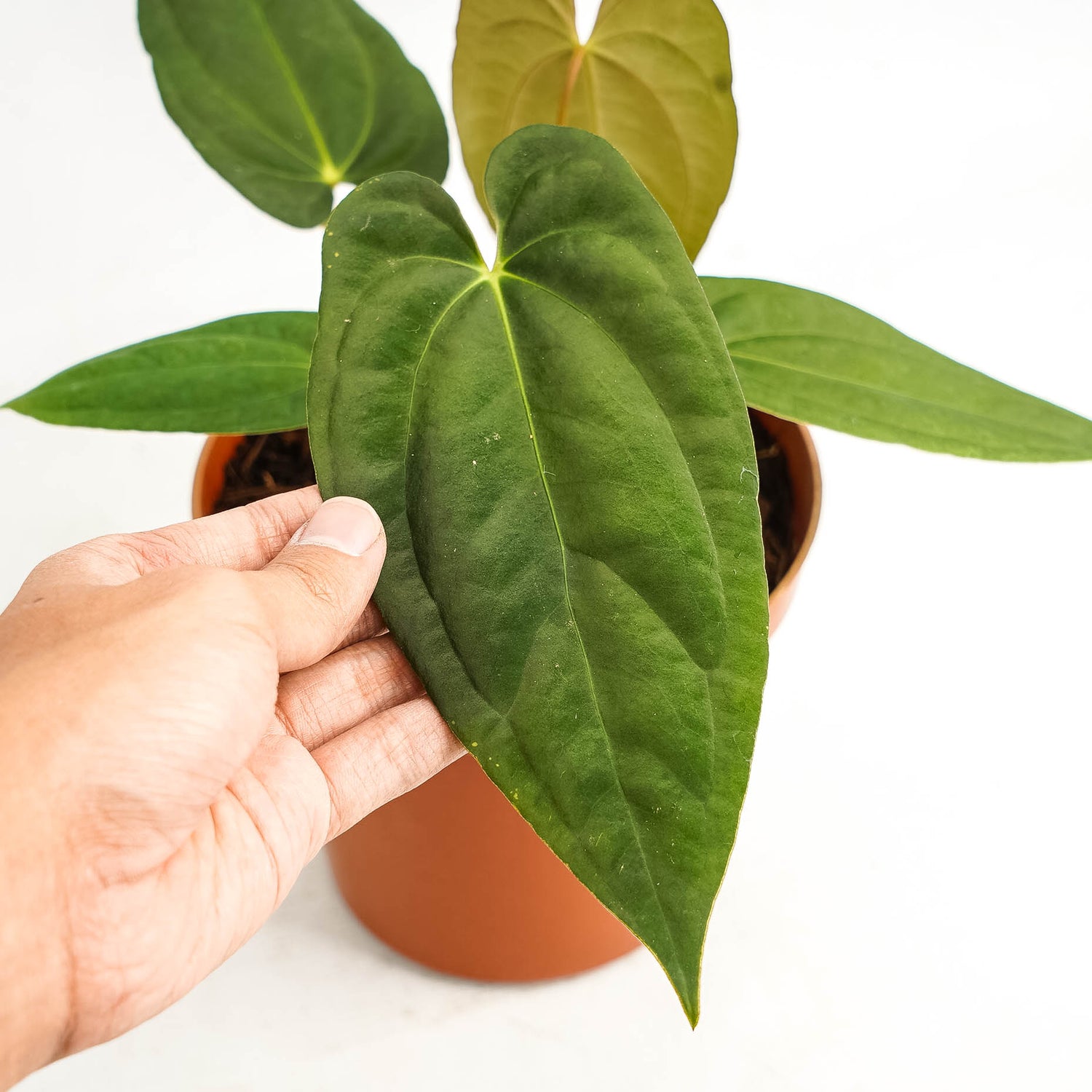 Anthurium corduroy x fort sherman