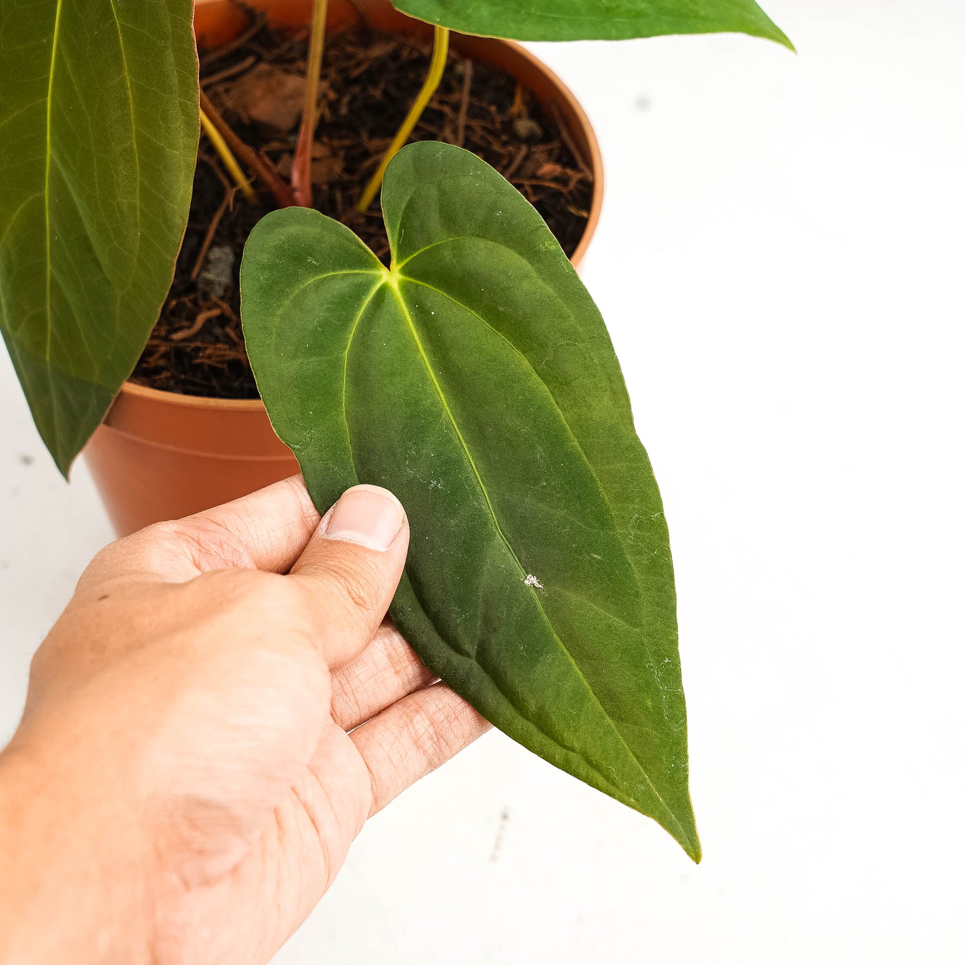 Anthurium corduroy x fort sherman