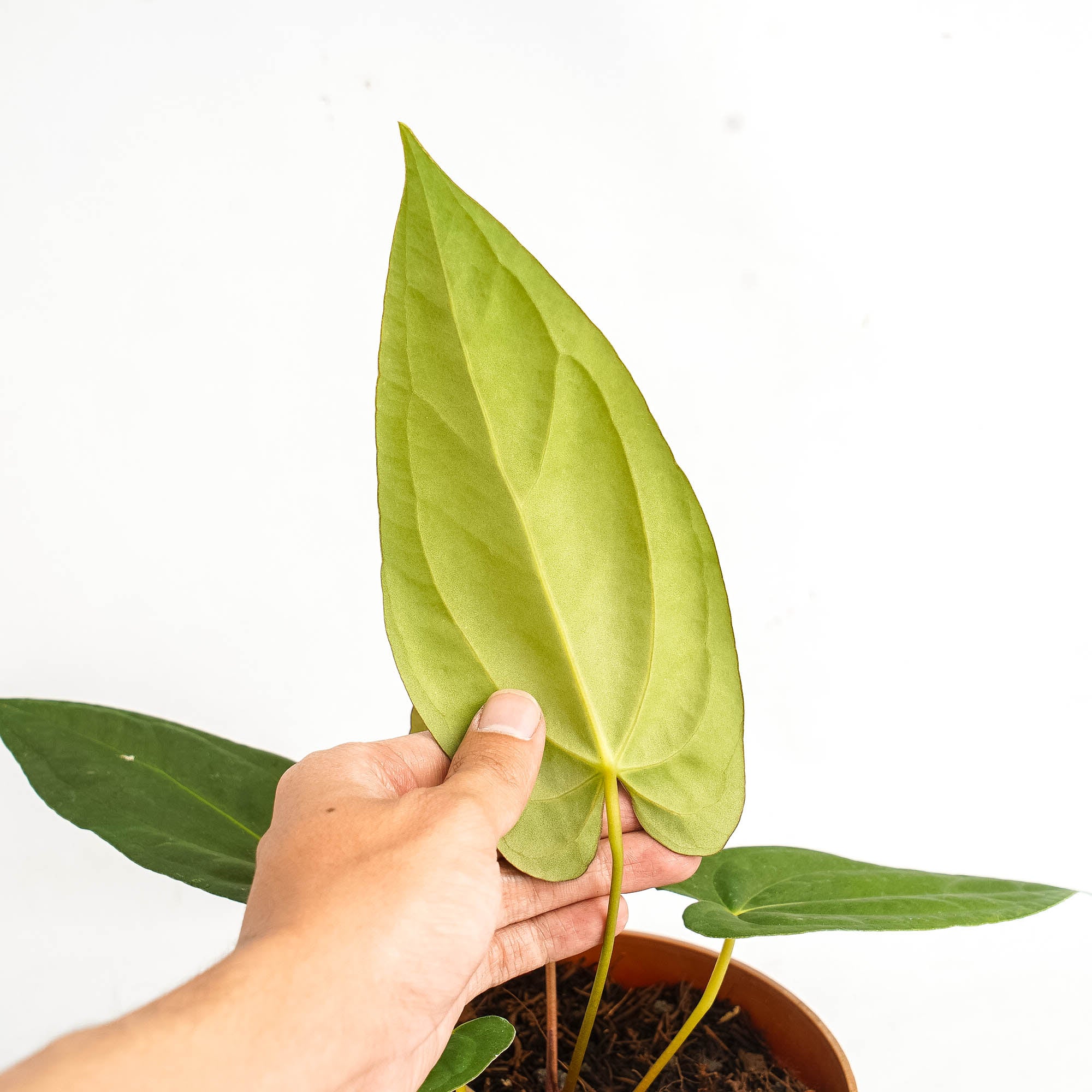 Anthurium corduroy x fort sherman