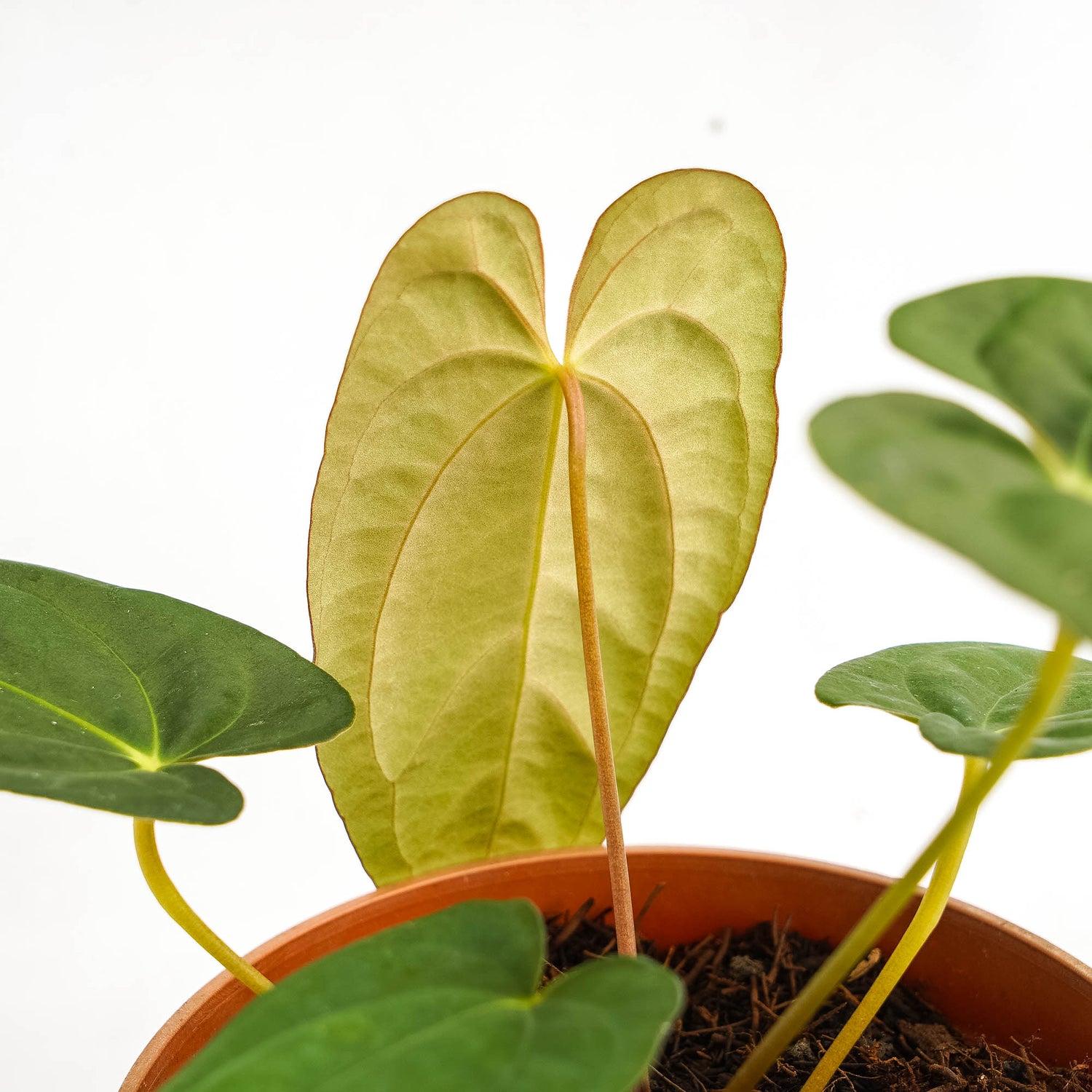 Anthurium corduroy x fort sherman