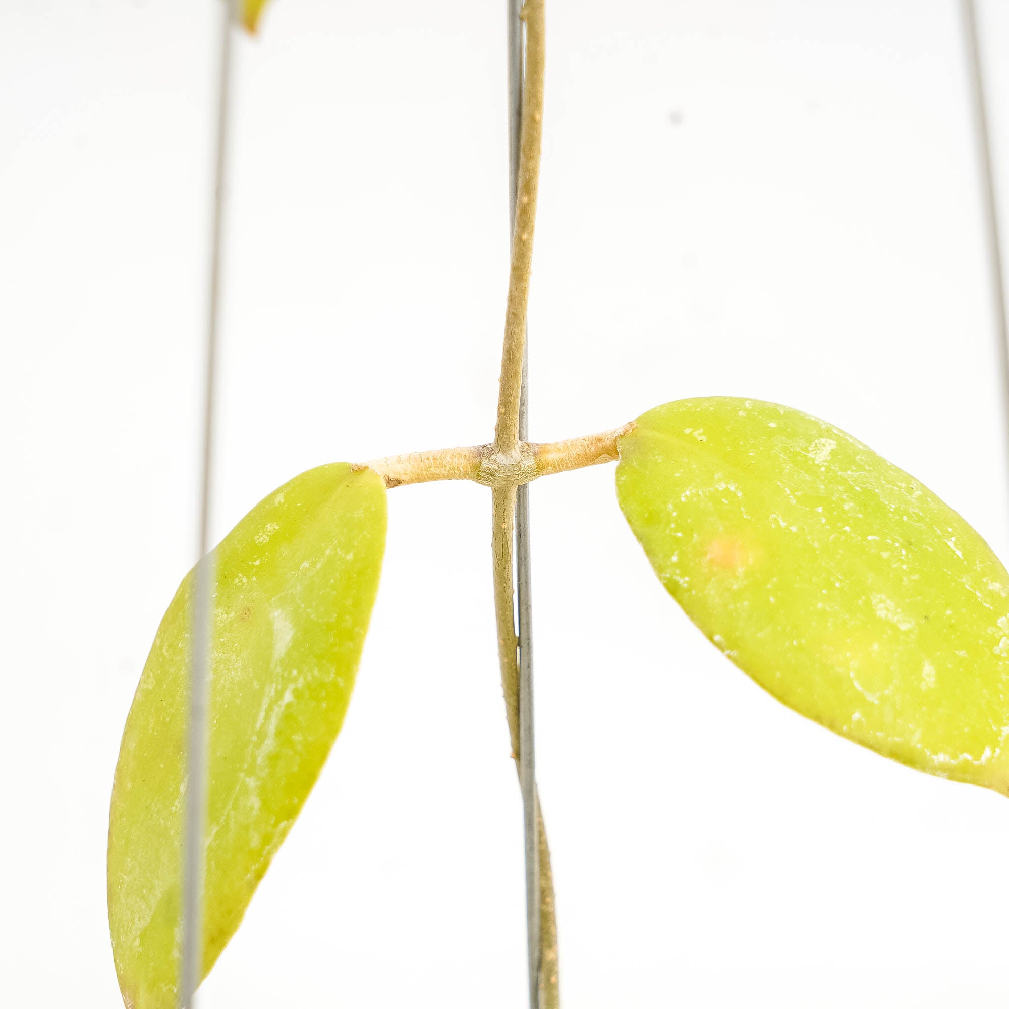 Hoya Uncinata Borneo