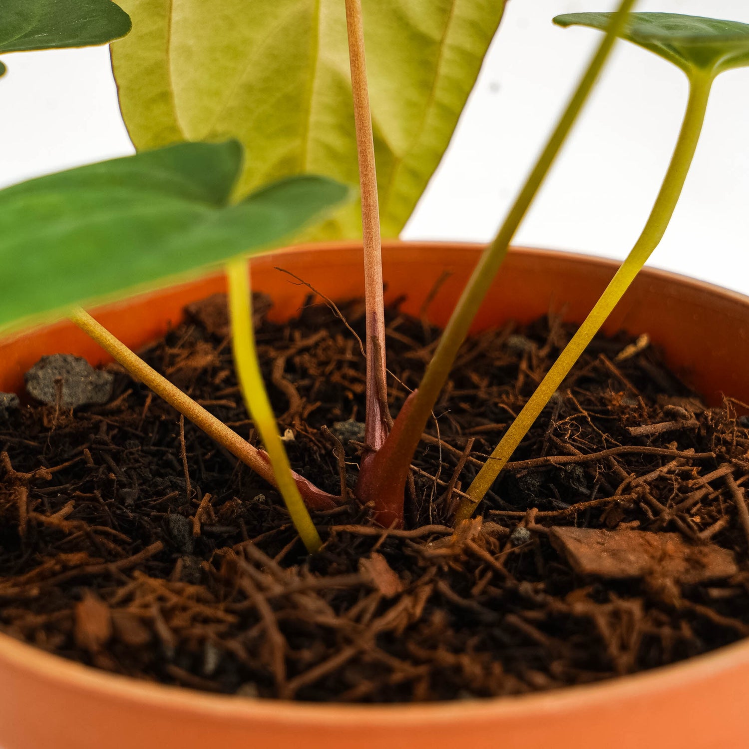 Anthurium corduroy x fort sherman