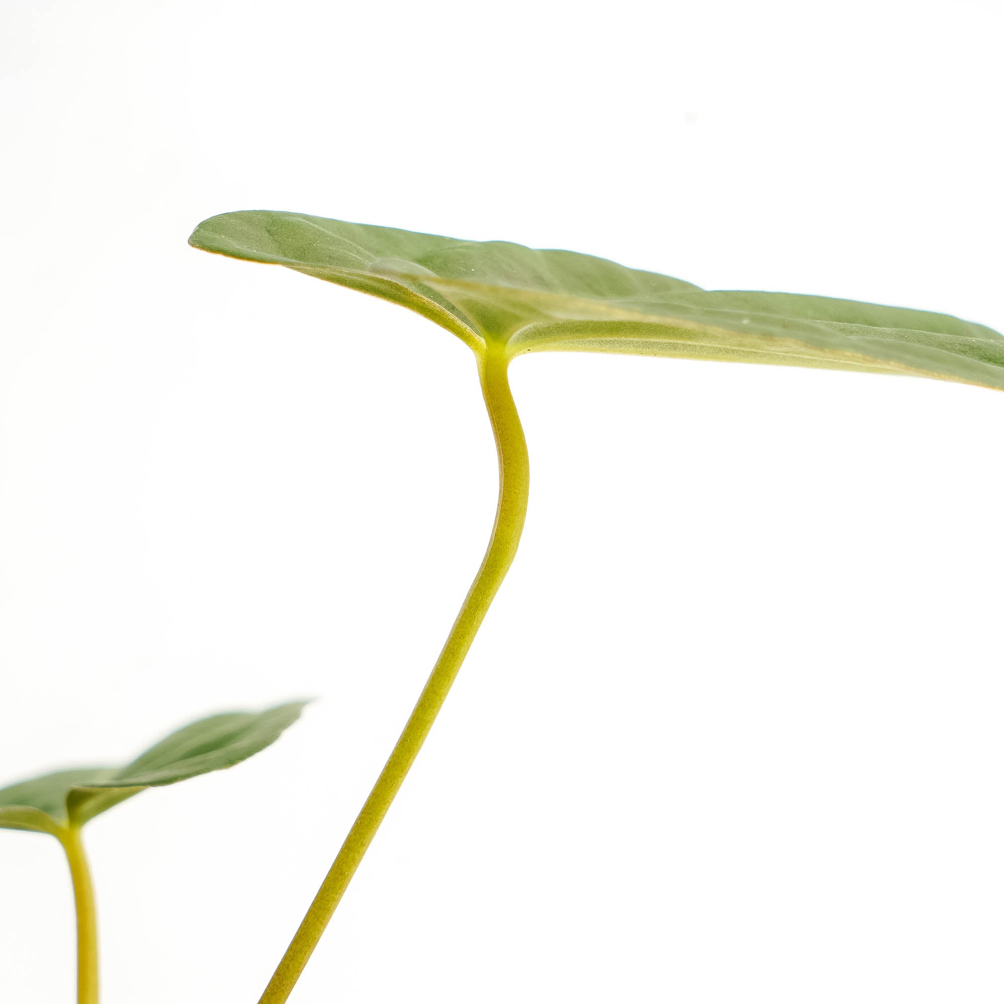 Anthurium corduroy x fort sherman